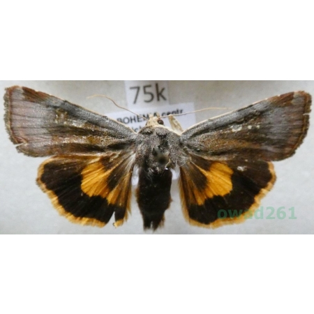 Noctua janthe (Borkhausen, 1792) Rolnica przepaska Czech75k